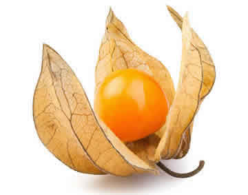 Physalis